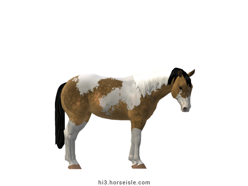 American Paint Stock Horse Sooty Buckskin Tovero Coat